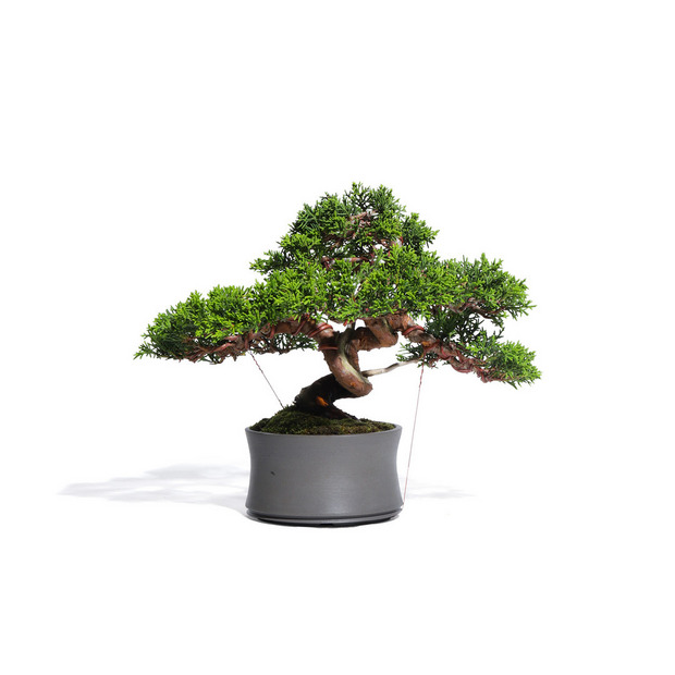 真柏　-Japanese Juniper-　（推定樹齢30年）-M0011- 詳細画像